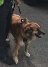 Busters Driver Saves Dog